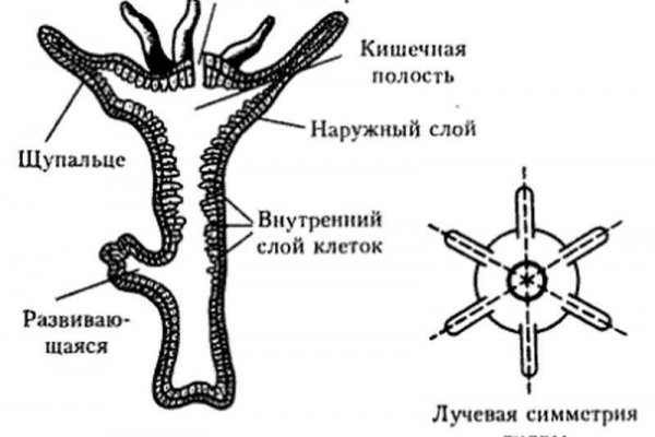 Кракен ссылка pw