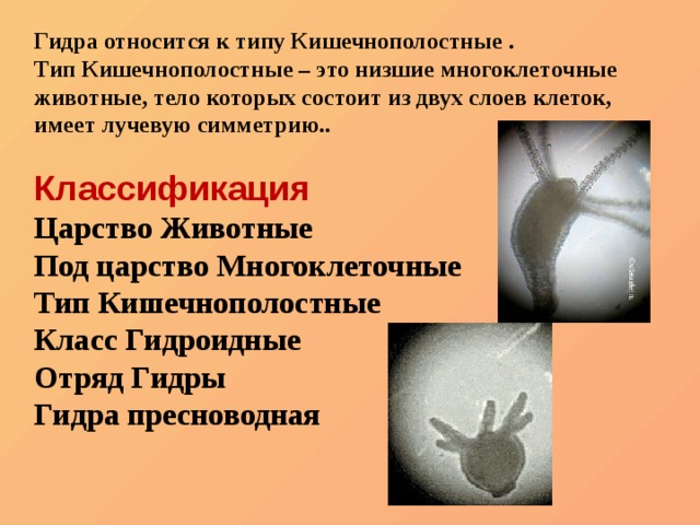 Kraken россия